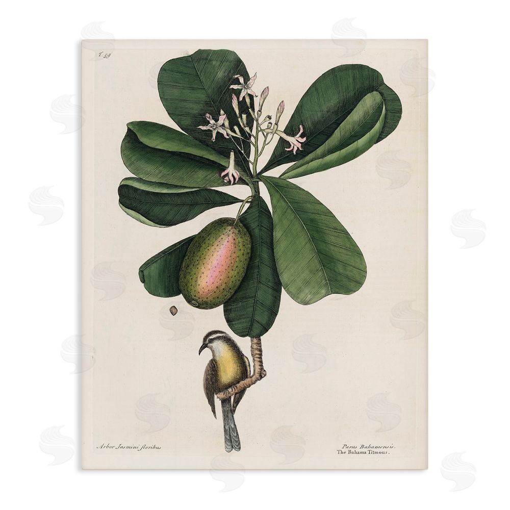 Print Collection Catesby Flora & Fauna Stretched Canvas Wall Art Print