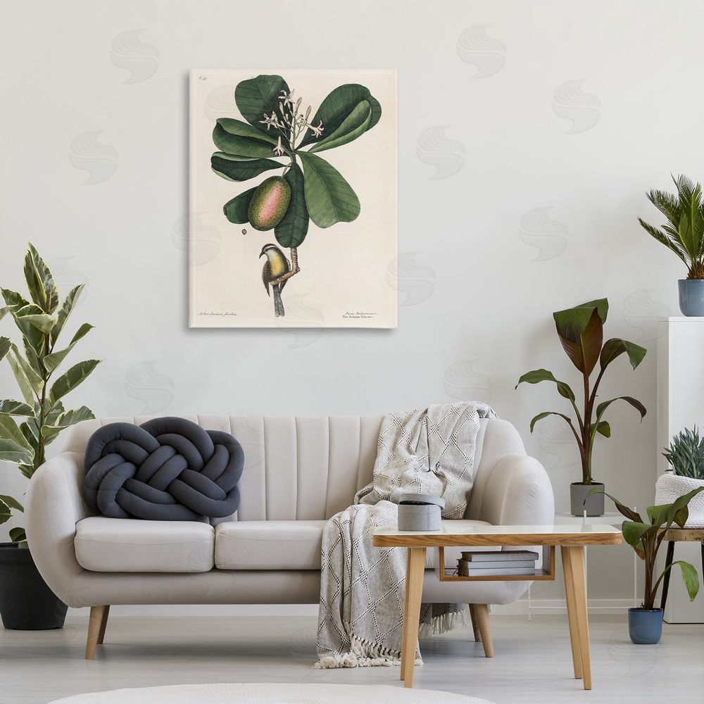 Print Collection Catesby Flora & Fauna 