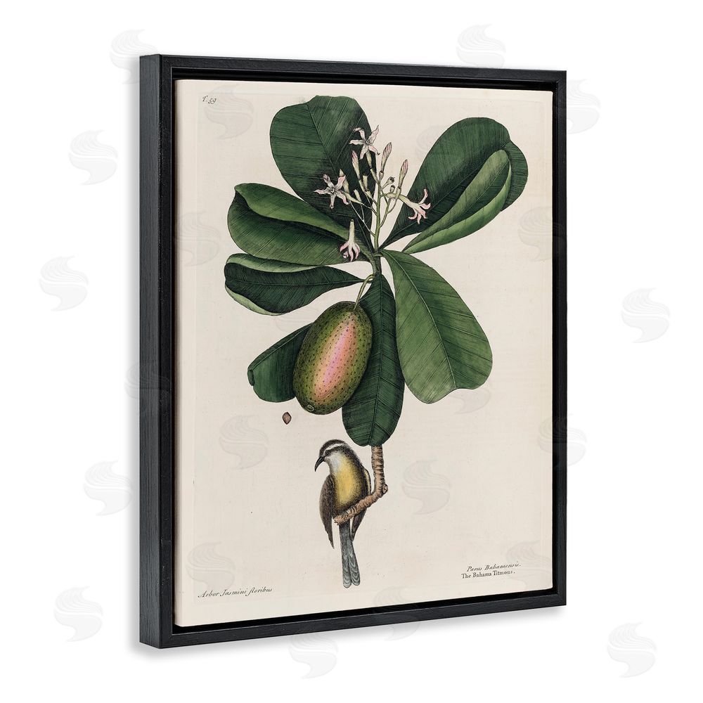 Print Collection Catesby Flora & Fauna Black Floating Frame Canvas Wall Art Print