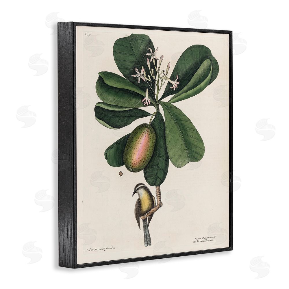 Print Collection Catesby Flora & Fauna Black Framed Giclee Wall Art Print