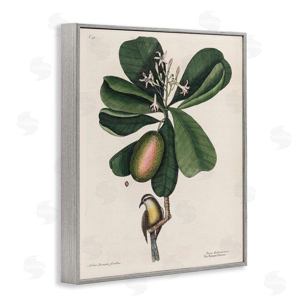 Print Collection Catesby Flora & Fauna Gray Framed Giclee Wall Art Print