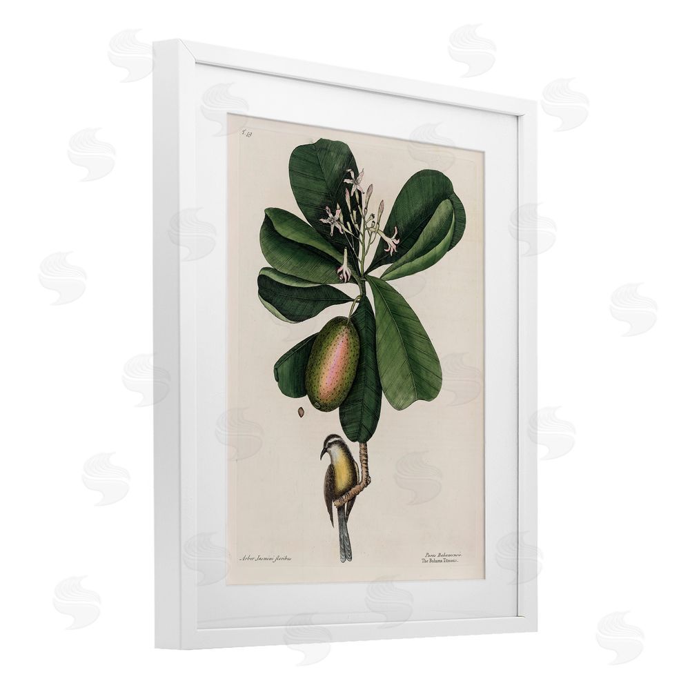 Print Collection Catesby Flora & Fauna White Framed Print Under Glass Wall Art