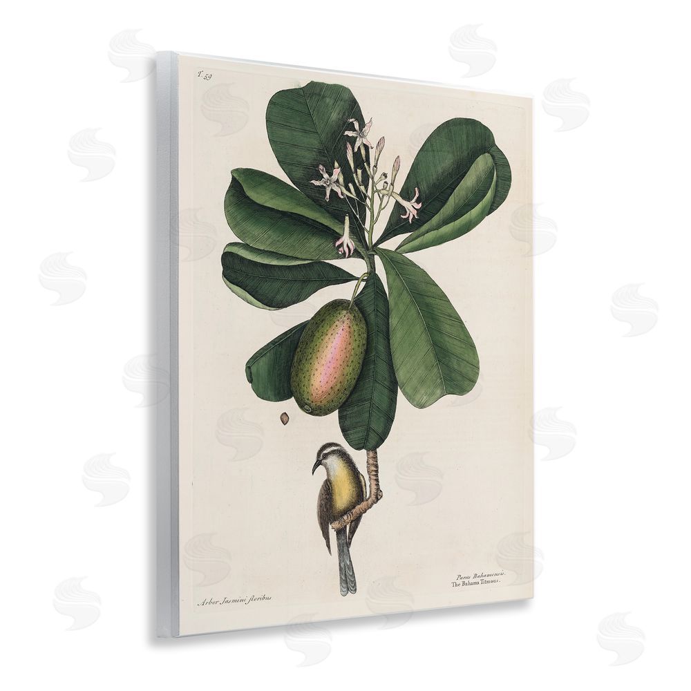 Print Collection Catesby Flora & Fauna Wooden Wall Plaque Art Print