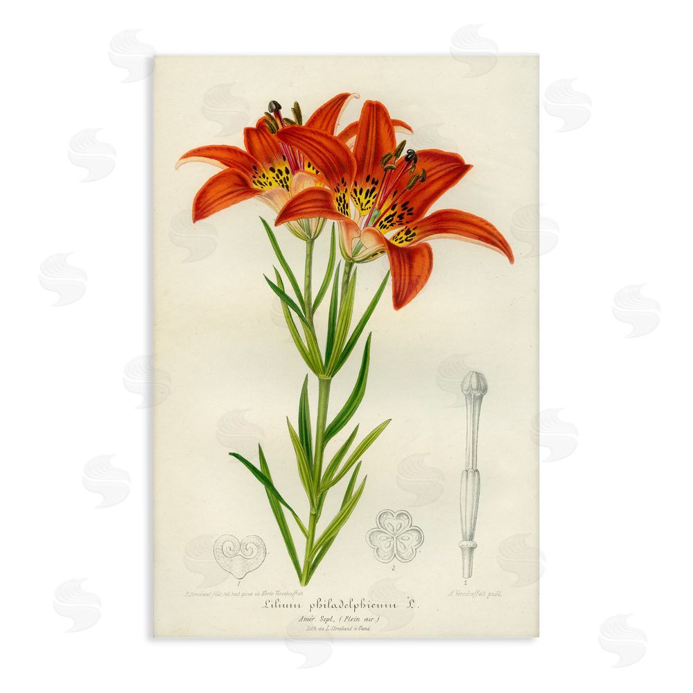 Print Collection Western Red Lily Stretched Canvas Wall Art Print