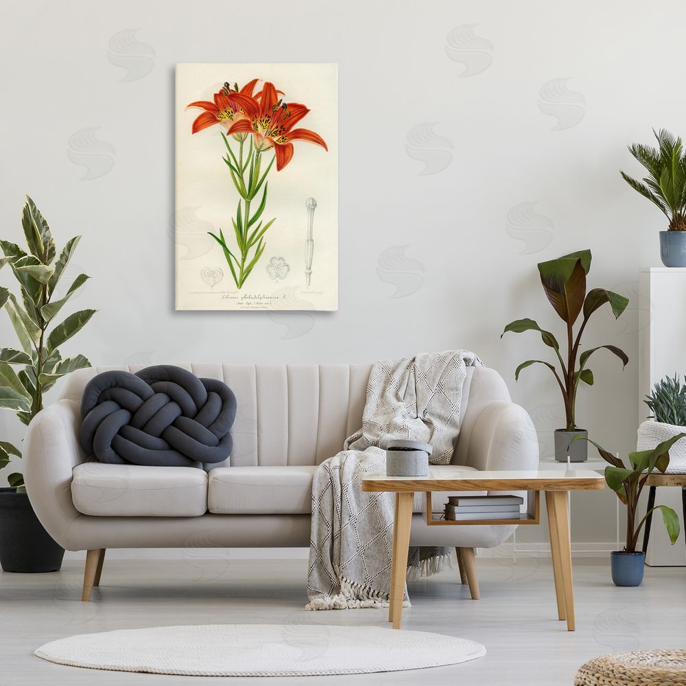 Print Collection Western Red Lily 