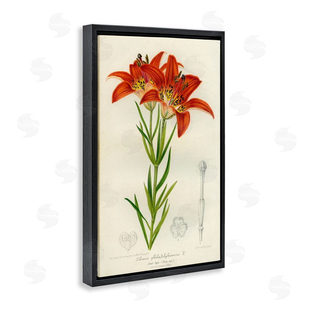 Print Collection Western Red Lily Black Floating Frame Canvas Wall Art Print