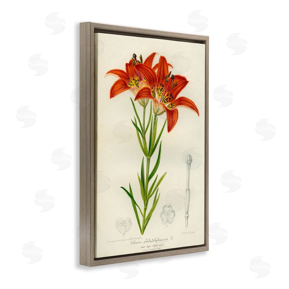 Print Collection Western Red Lily Brown Floating Frame Canvas Wall Art Print