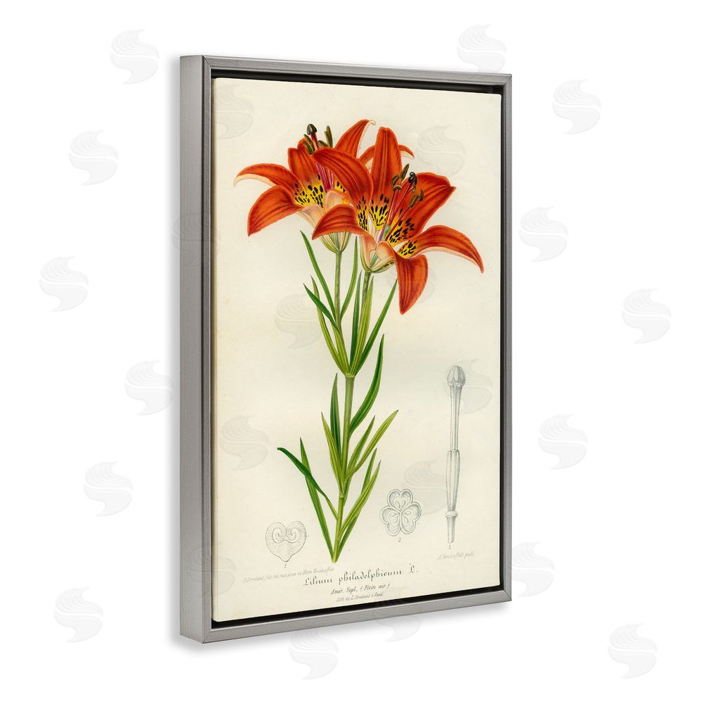 Print Collection Western Red Lily Gray Floating Frame Canvas Wall Art Print