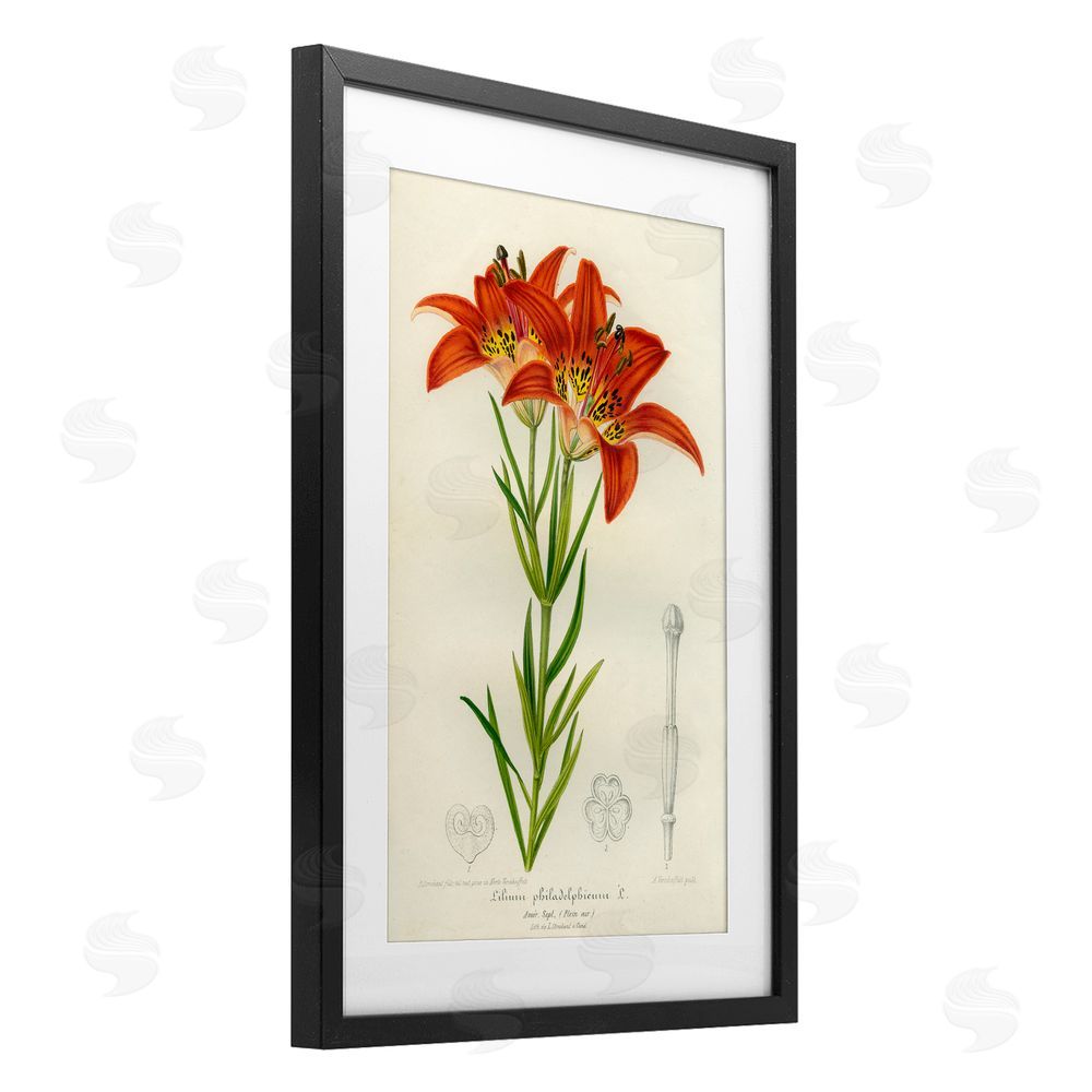 Print Collection Western Red Lily Black Framed Print Under Glass Wall Art