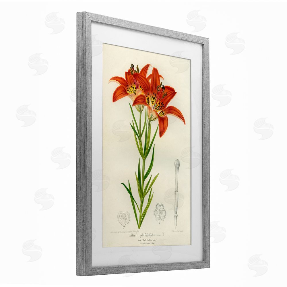 Print Collection Western Red Lily Gray Framed Print Under Glass Wall Art