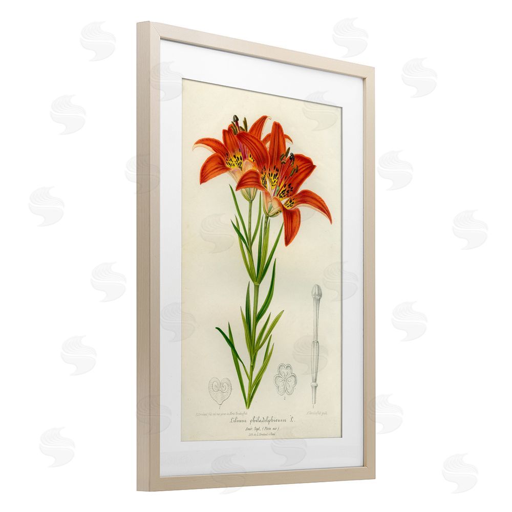 Print Collection Western Red Lily Brown Framed Print Under Glass Wall Art