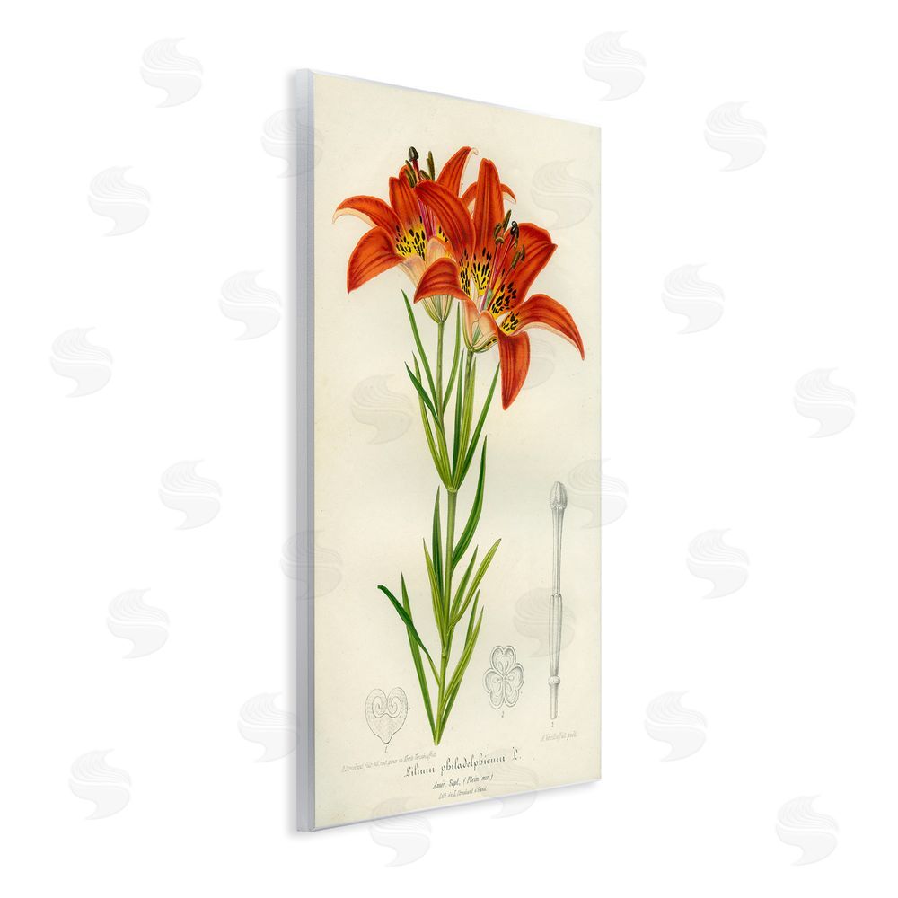 Print Collection Western Red Lily Wooden Wall Plaque Art Print