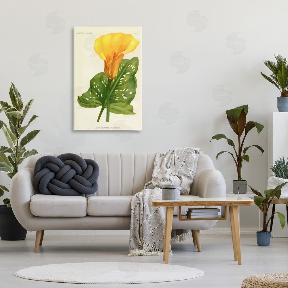 Print Collection Yellow Canna Lily Stretched Canvas Wall Art Print in Room