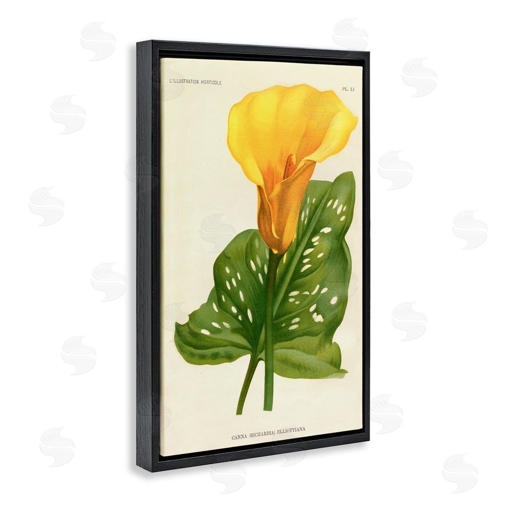 Print Collection Yellow Canna Lily Black Floating Frame Stretched Canvas Wall Art Print