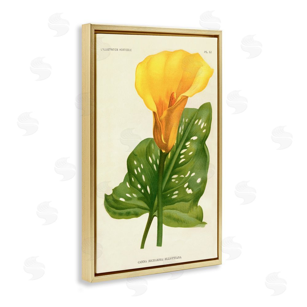 Print Collection Yellow Canna Lily Gold Floating Frame Stretched Canvas Wall Art Print