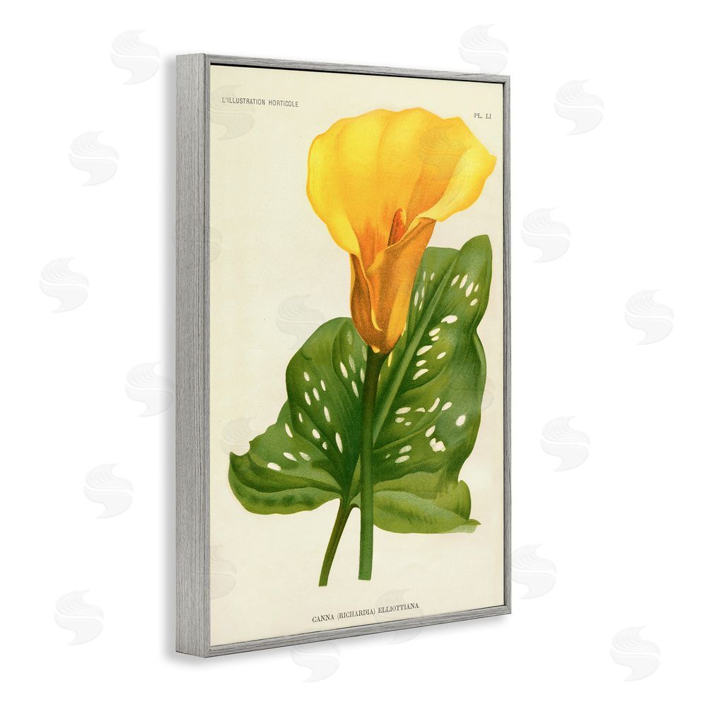 Print Collection Yellow Canna Lily Gray Framed Giclee Wall Art Print