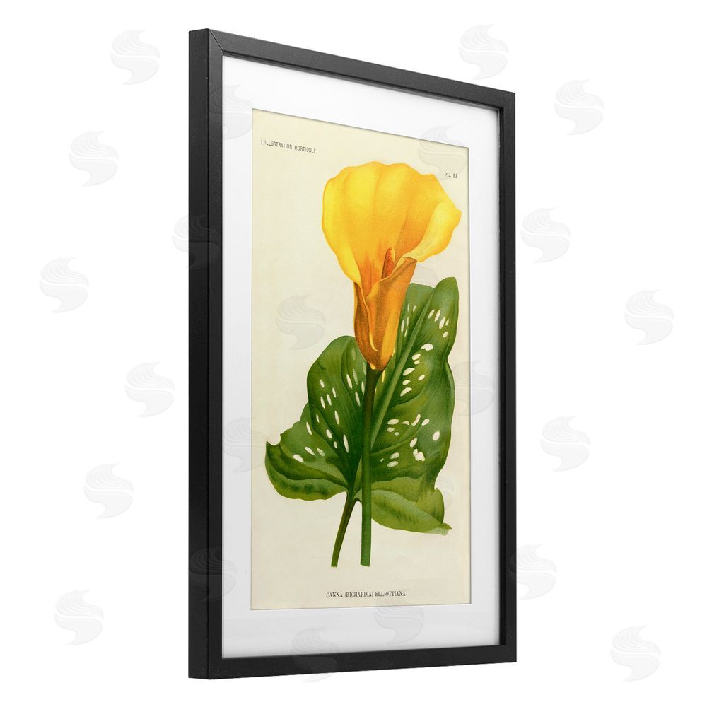 Print Collection Yellow Canna Lily Black Framed Print Under Glass with Matting Wall Art