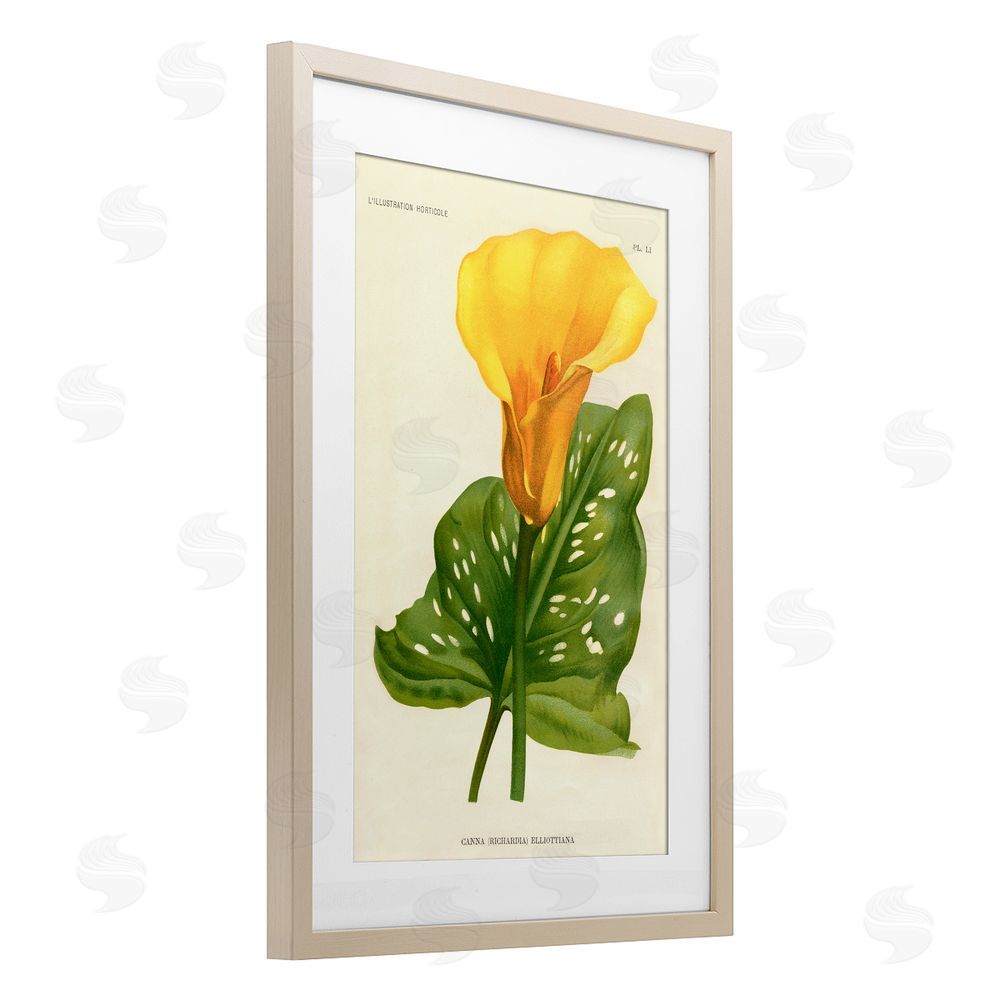 Print Collection Yellow Canna Lily Brown Framed Print Under Glass with Matting Wall Art