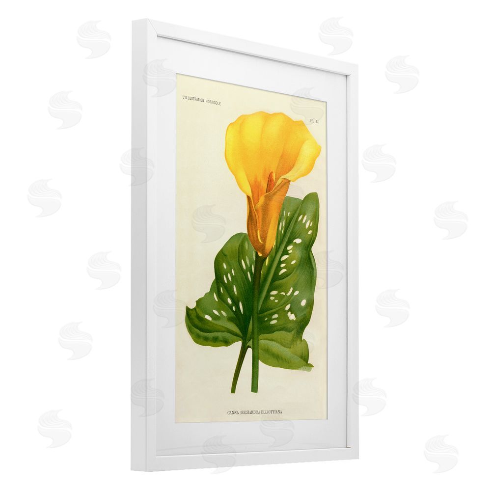 Print Collection Yellow Canna Lily White Framed Print Under Glass with Matting Wall Art