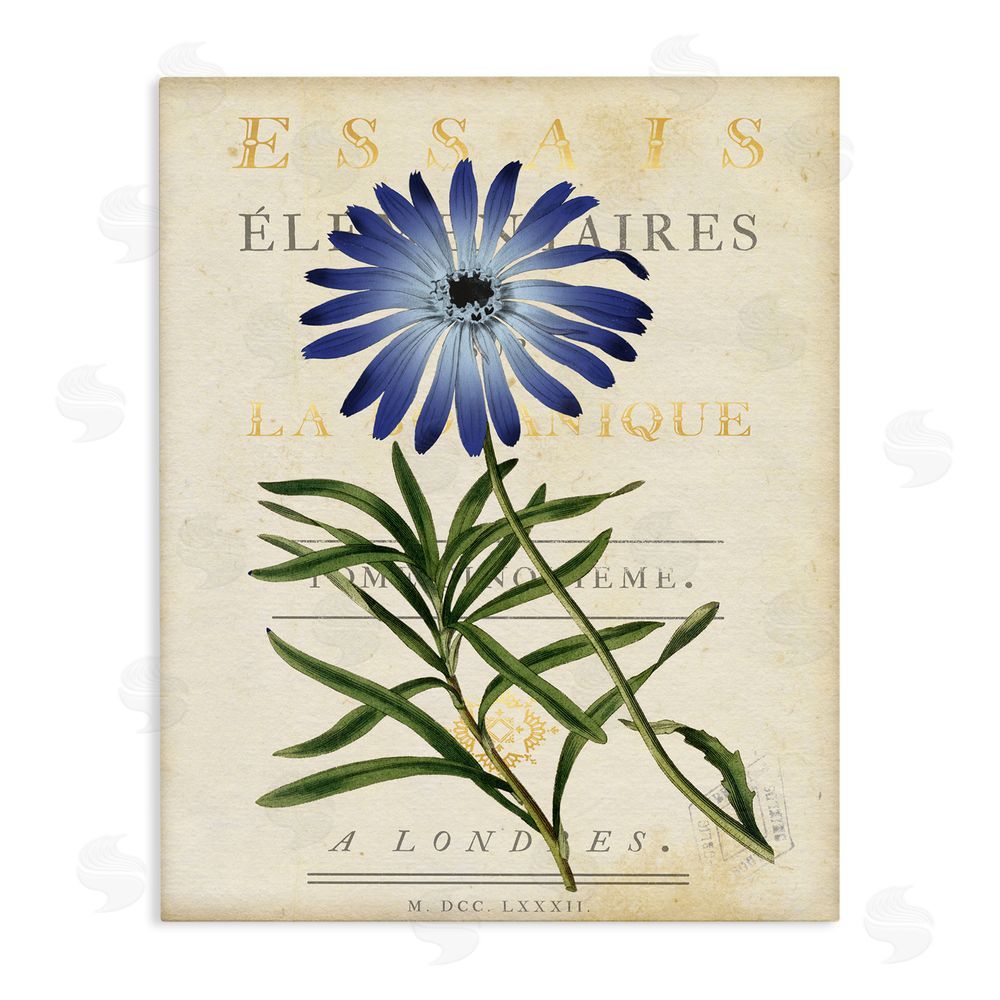Susan Arnot Natural Botany Daisy Stretched Canvas Wall Art Print