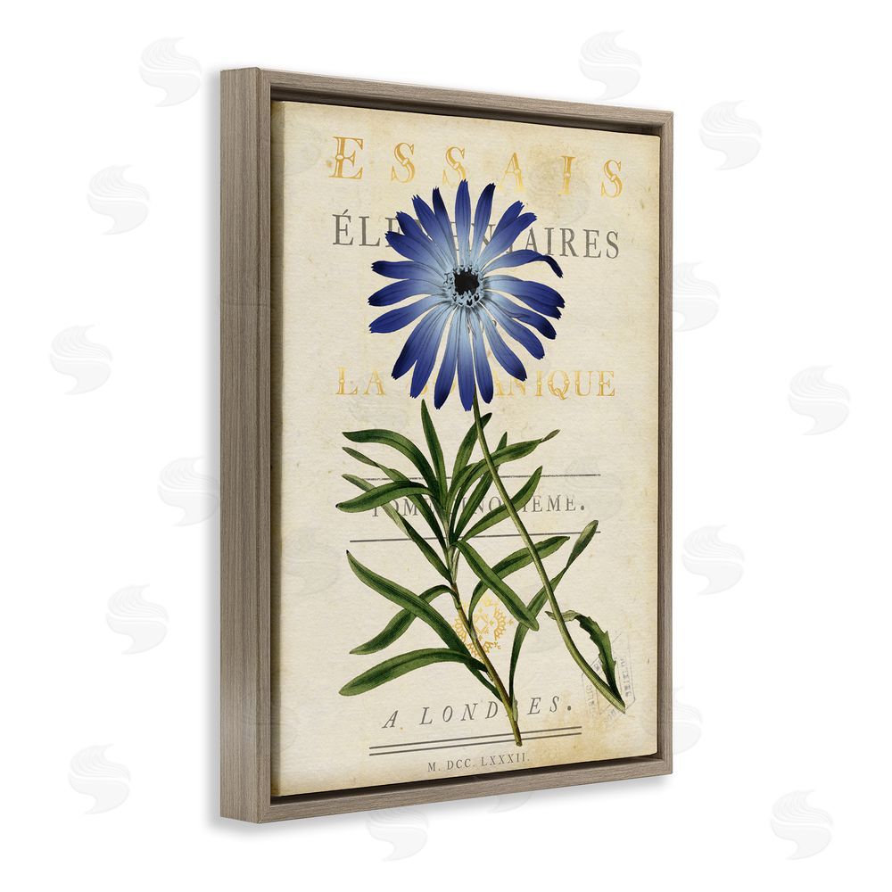 Susan Arnot Natural Botany Daisy Brown Floating Frame Canvas Wall Art Print