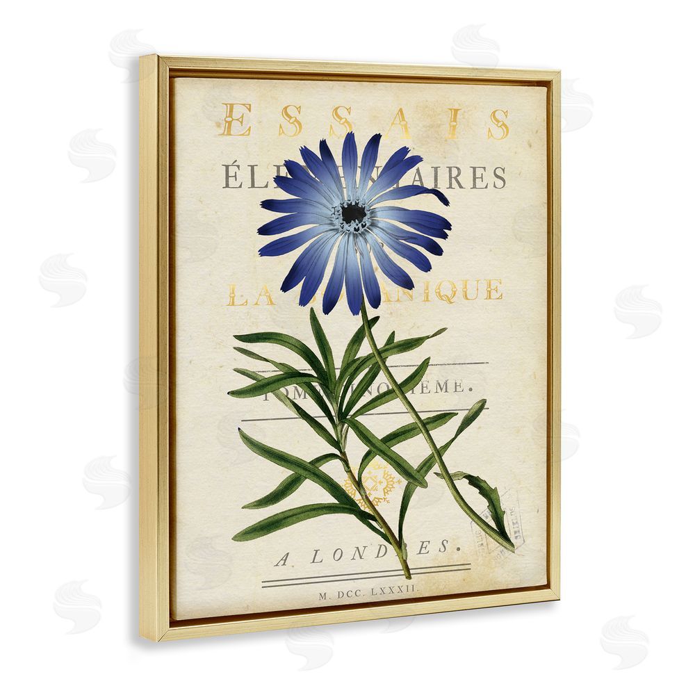 Susan Arnot Natural Botany Daisy Gold Floating Frame Canvas Wall Art Print