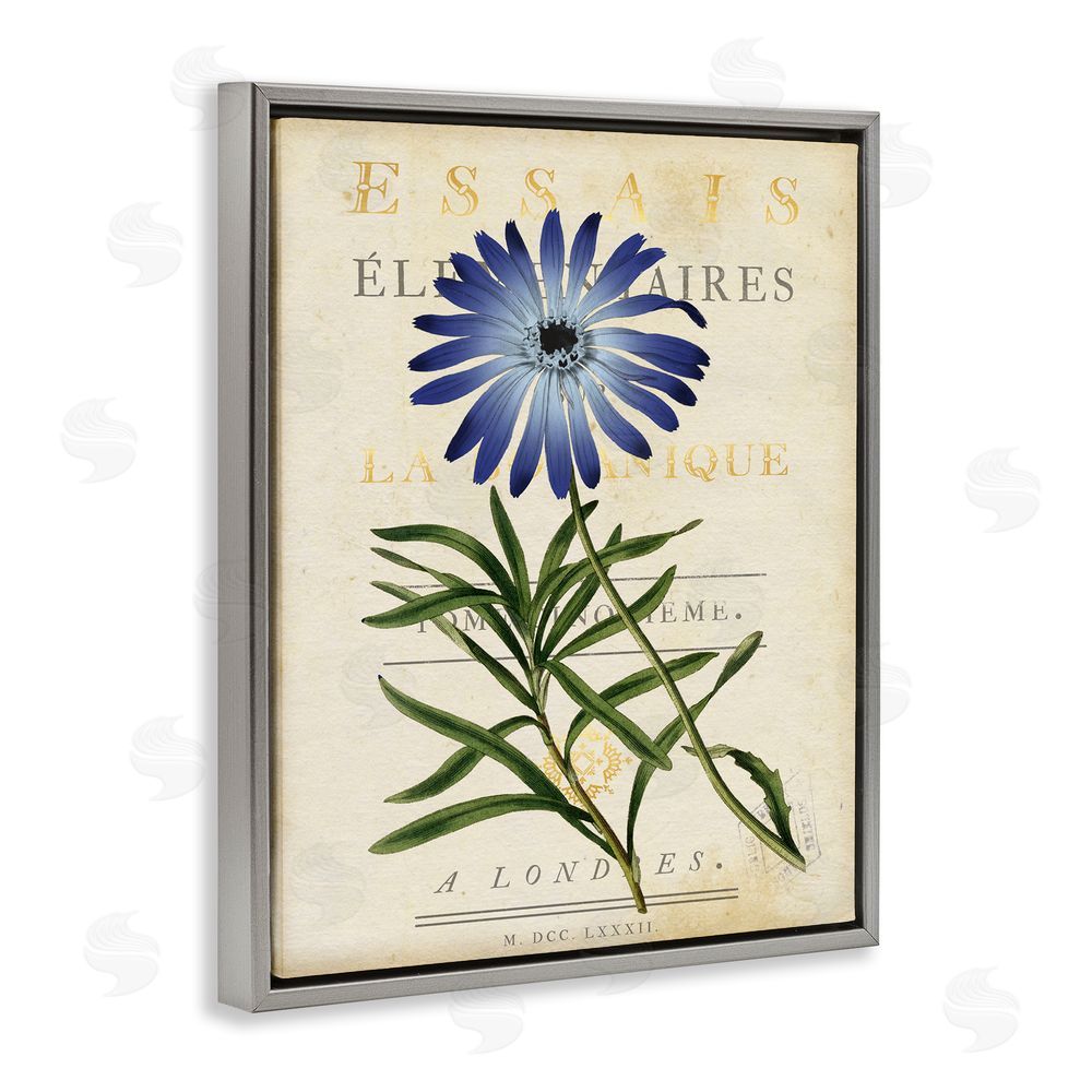 Susan Arnot Natural Botany Daisy Gray Floating Frame Canvas Wall Art Print