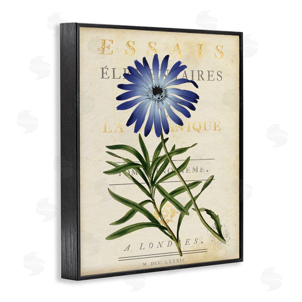 Susan Arnot Natural Botany Daisy Black Framed Giclee Wall Art Print