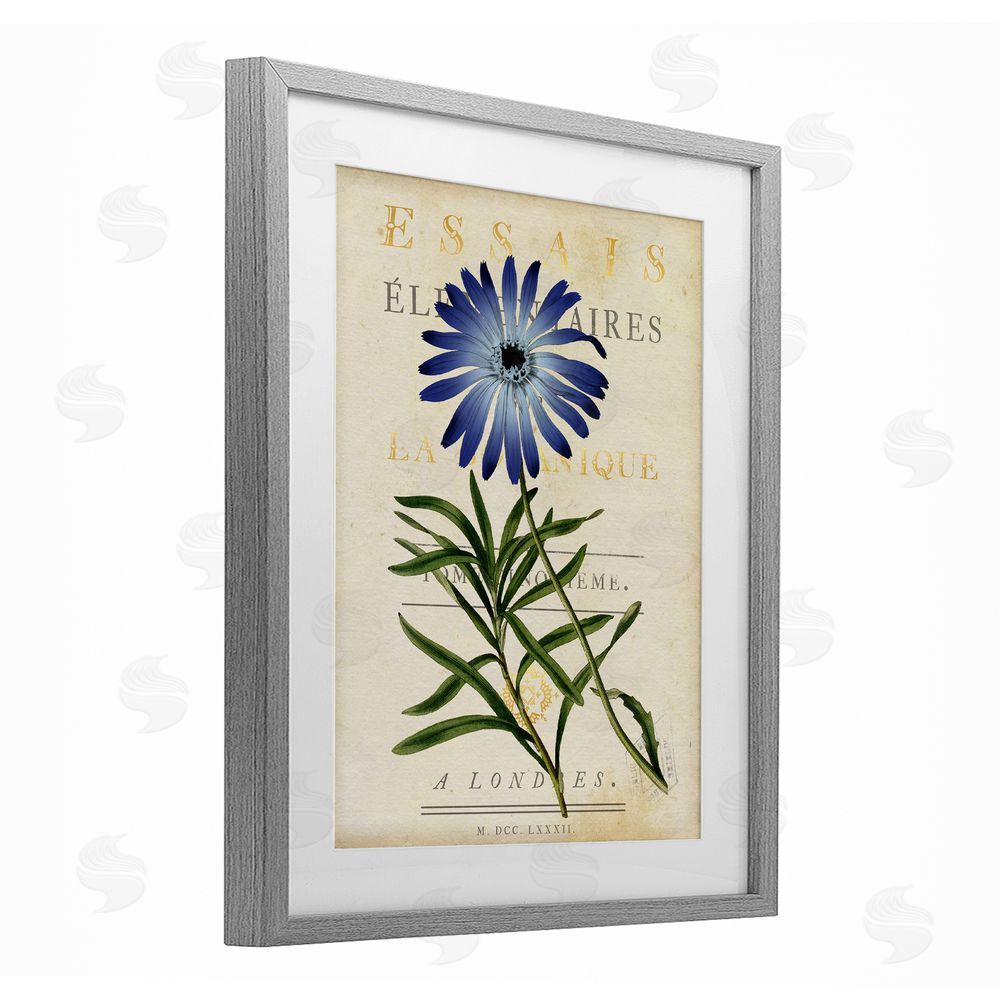 Susan Arnot Natural Botany Daisy Gray Framed Print Under Glass Wall Art