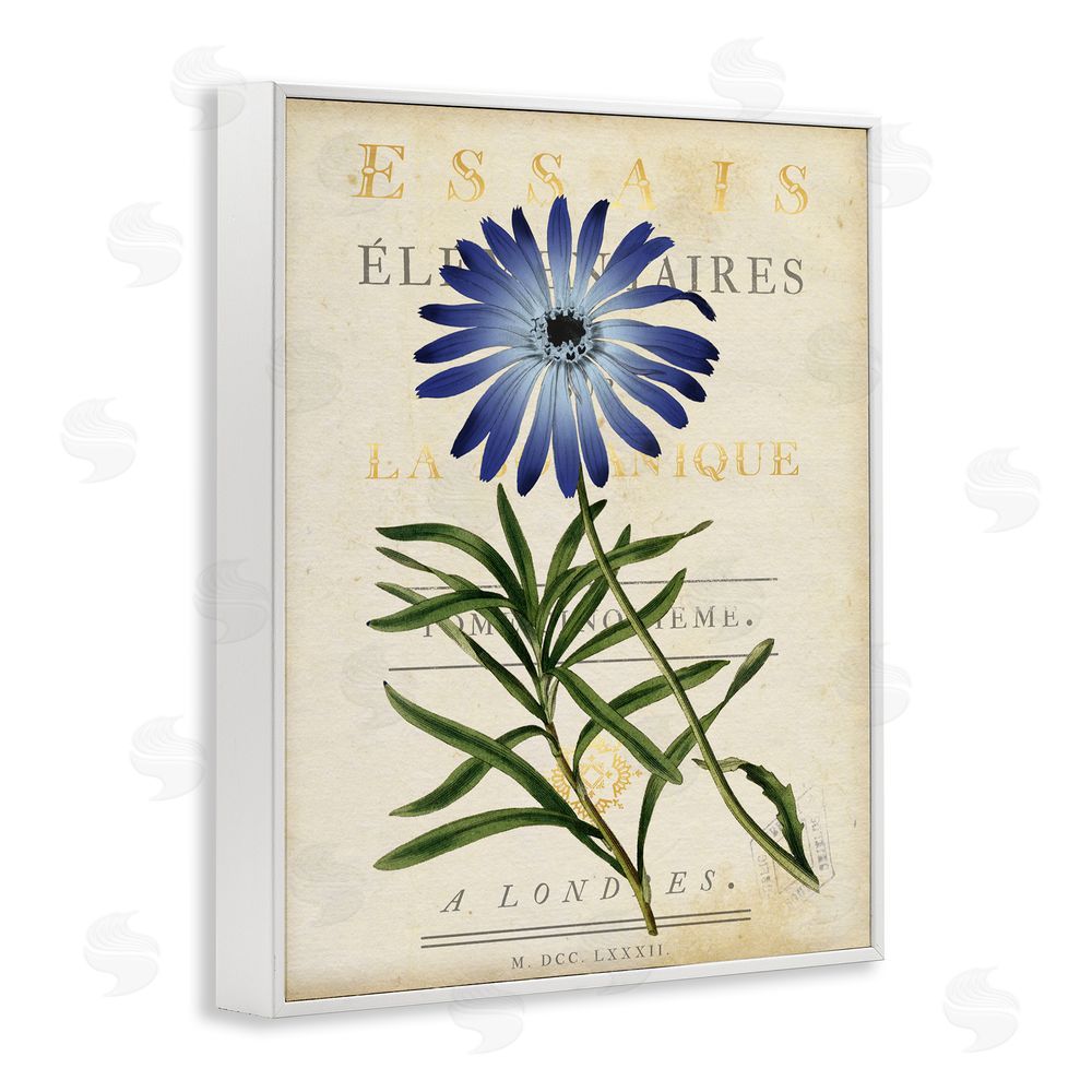 Susan Arnot Natural Botany Daisy White Framed Giclee Wall Art Print