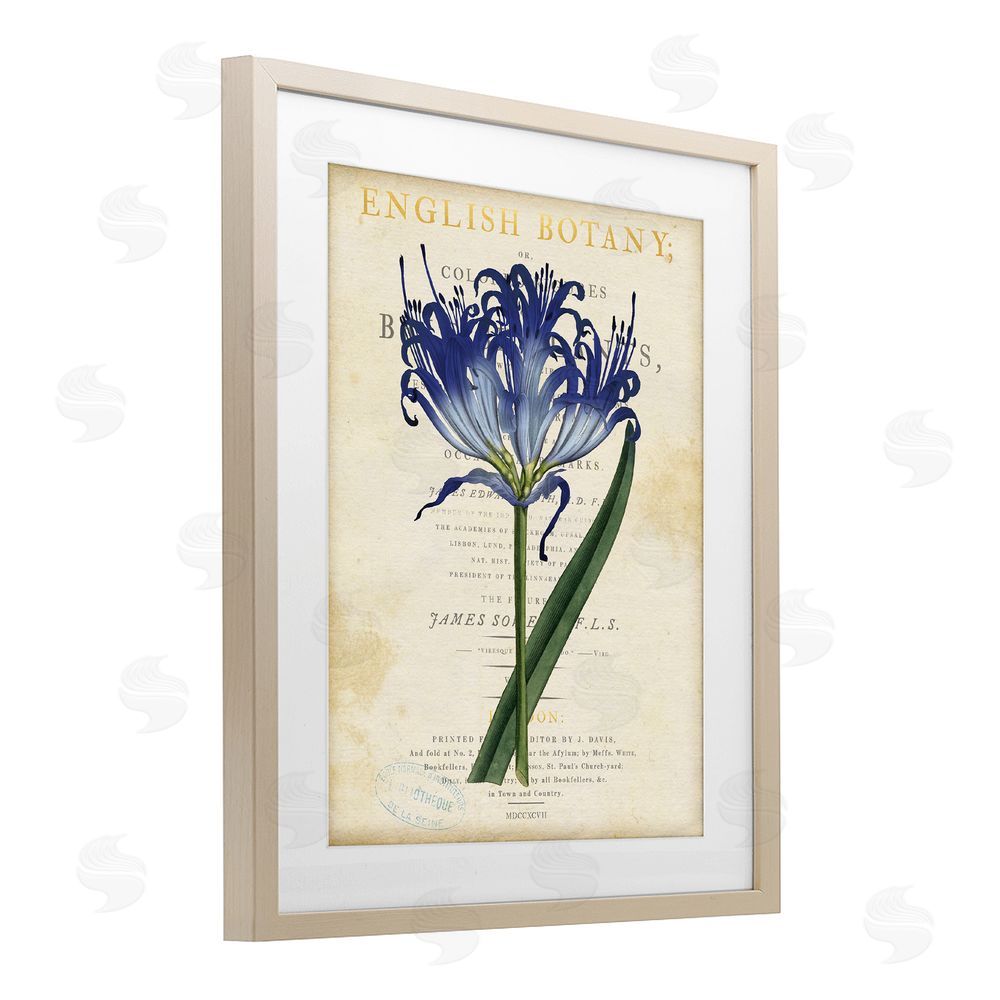 Susan Arnot English Botany Blue Floral Brown Framed Print Under Glass Wall Art