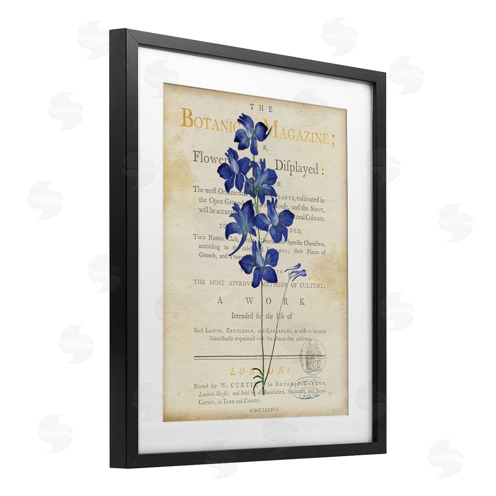 Susan Arnot Natural Botanic Garden Flower Black Framed Print Under Glass Wall Art