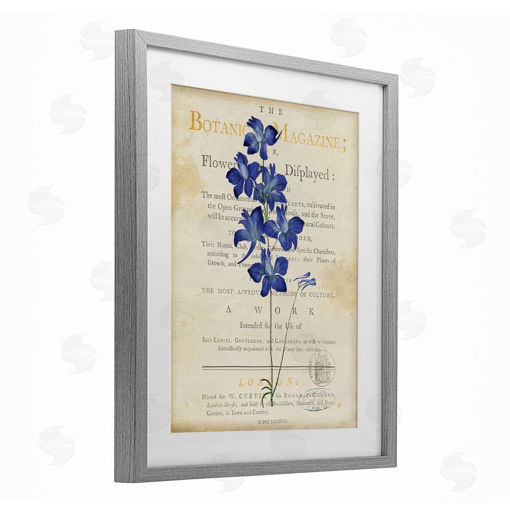 Susan Arnot Natural Botanic Garden Flower Gray Framed Print Under Glass Wall Art
