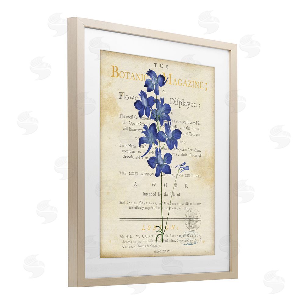 Susan Arnot Natural Botanic Garden Flower Brown Framed Print Under Glass Wall Art