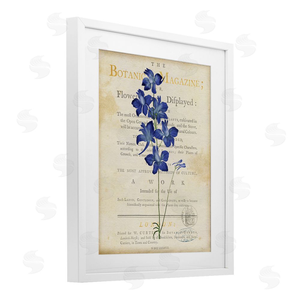 Susan Arnot Natural Botanic Garden Flower White Framed Print Under Glass Wall Art