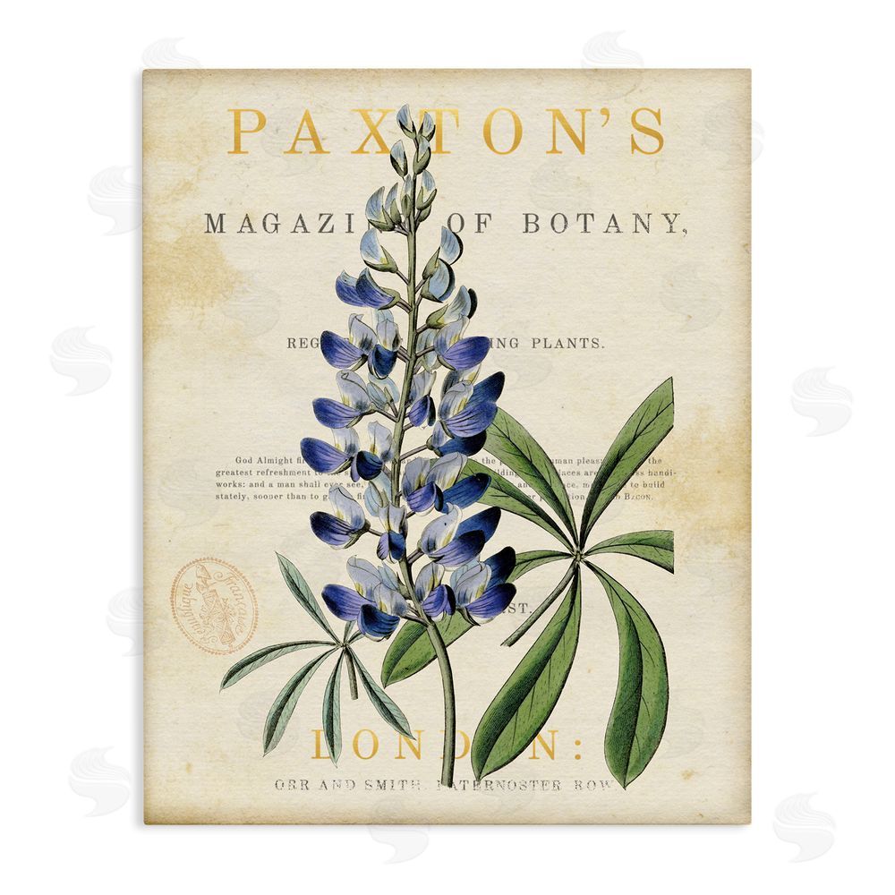 Susan Arnot Natural Botany Lupine Stretched Canvas Wall Art Print