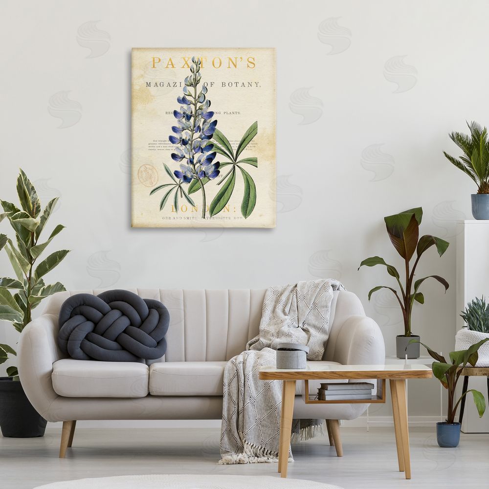 Susan Arnot Natural Botany Lupine 