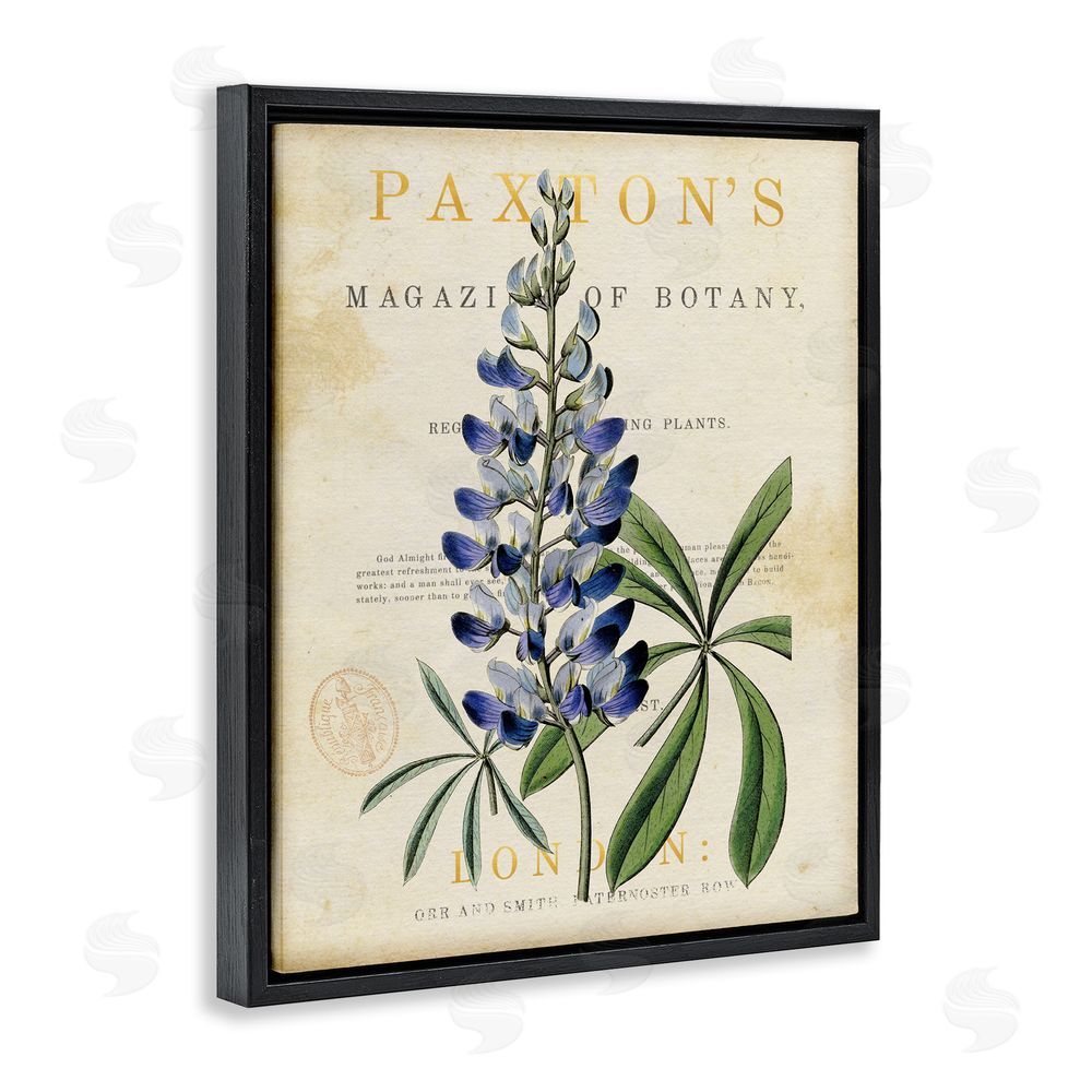 Susan Arnot Natural Botany Lupine Black Floating Frame Canvas Wall Art Print