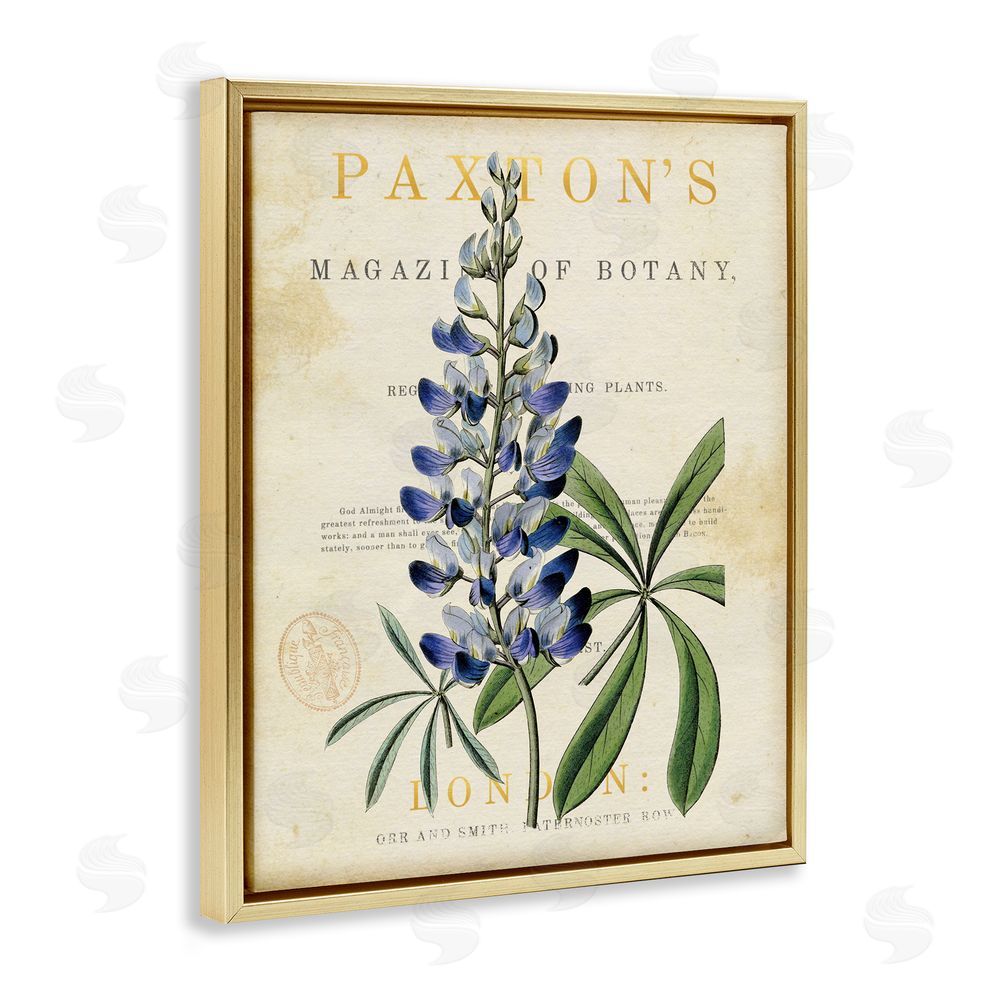 Susan Arnot Natural Botany Lupine Gold Floating Frame Canvas Wall Art Print