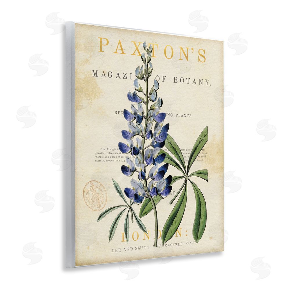 Susan Arnot Natural Botany Lupine Wooden Wall Plaque Art Print