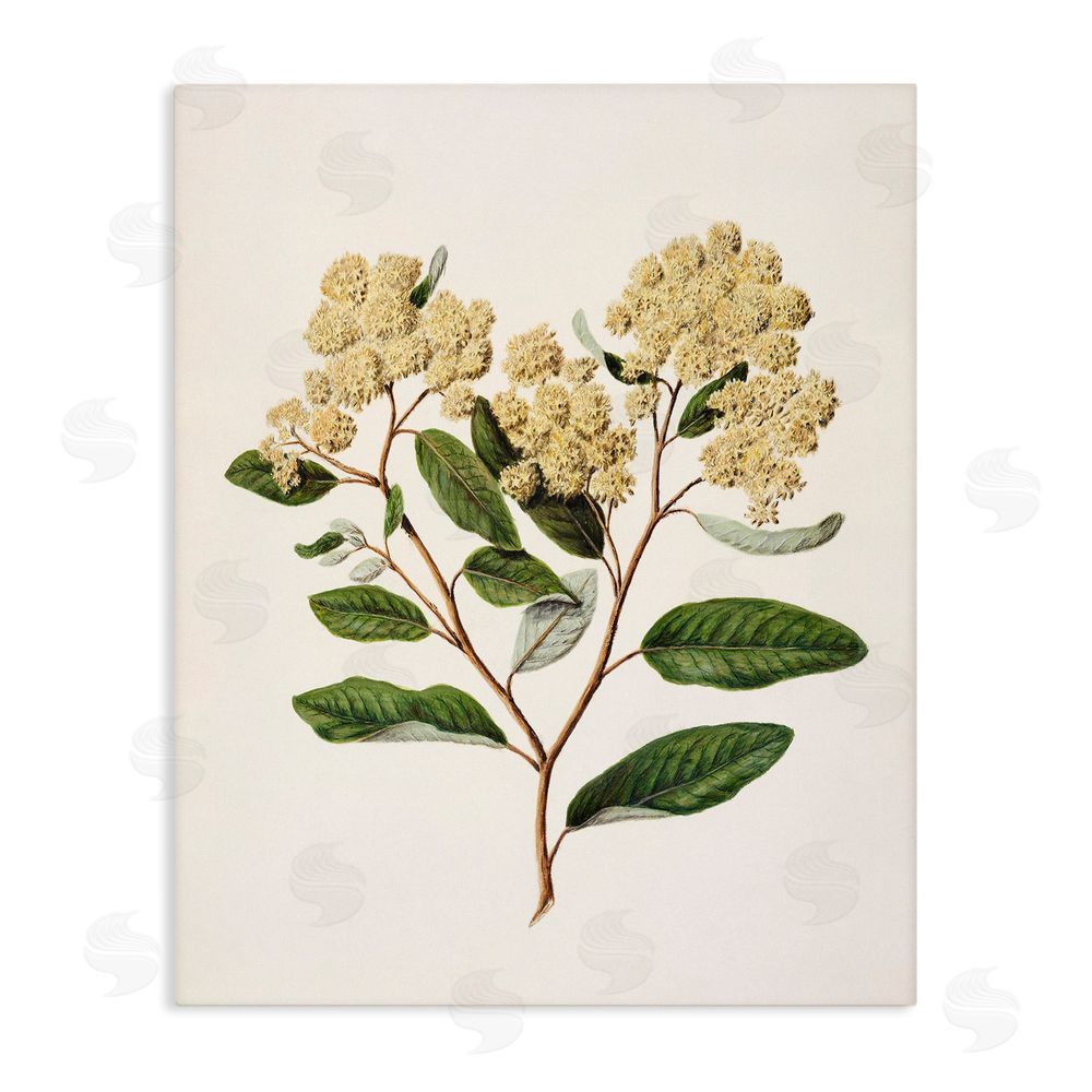 1x Flowering Cream Blooms Stretched Canvas Wall Art Print