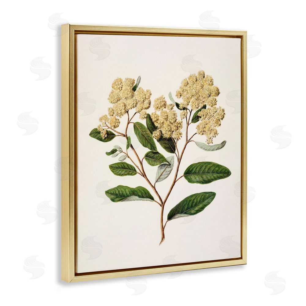 1x Flowering Cream Blooms Gold Floating Frame Canvas Wall Art Print