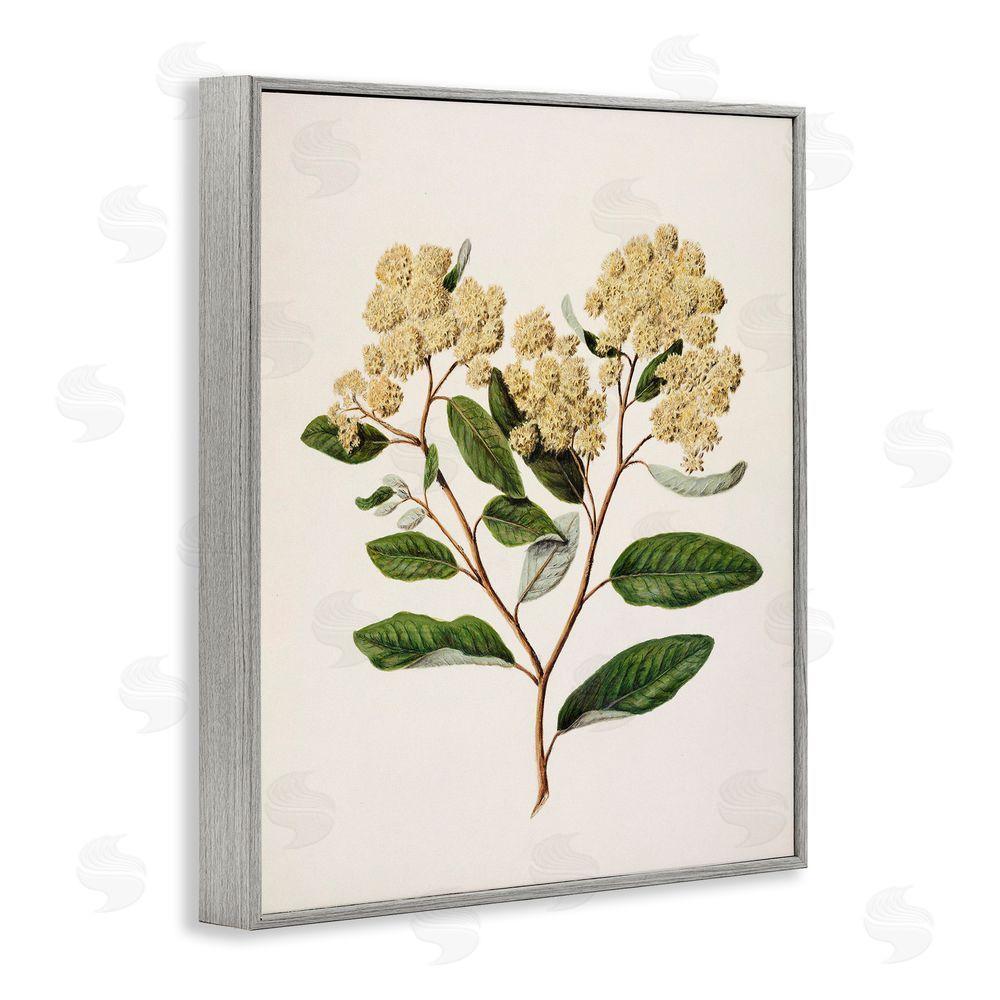 1x Flowering Cream Blooms Gray Framed Giclee Wall Art Print