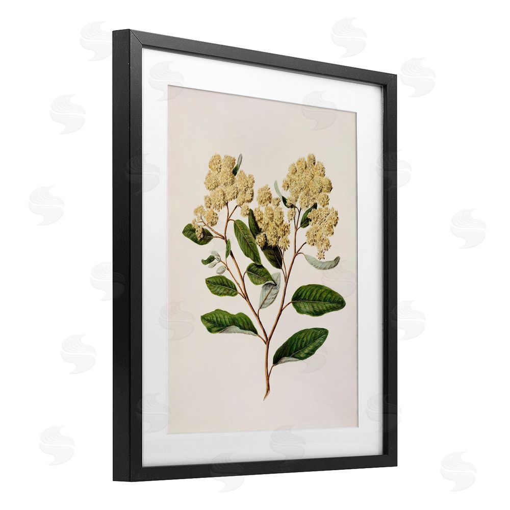 1x Flowering Cream Blooms Black Framed Print Under Glass Wall Art