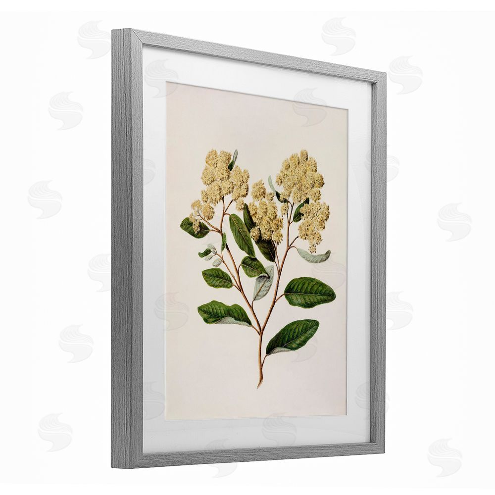 1x Flowering Cream Blooms Gray Framed Print Under Glass Wall Art