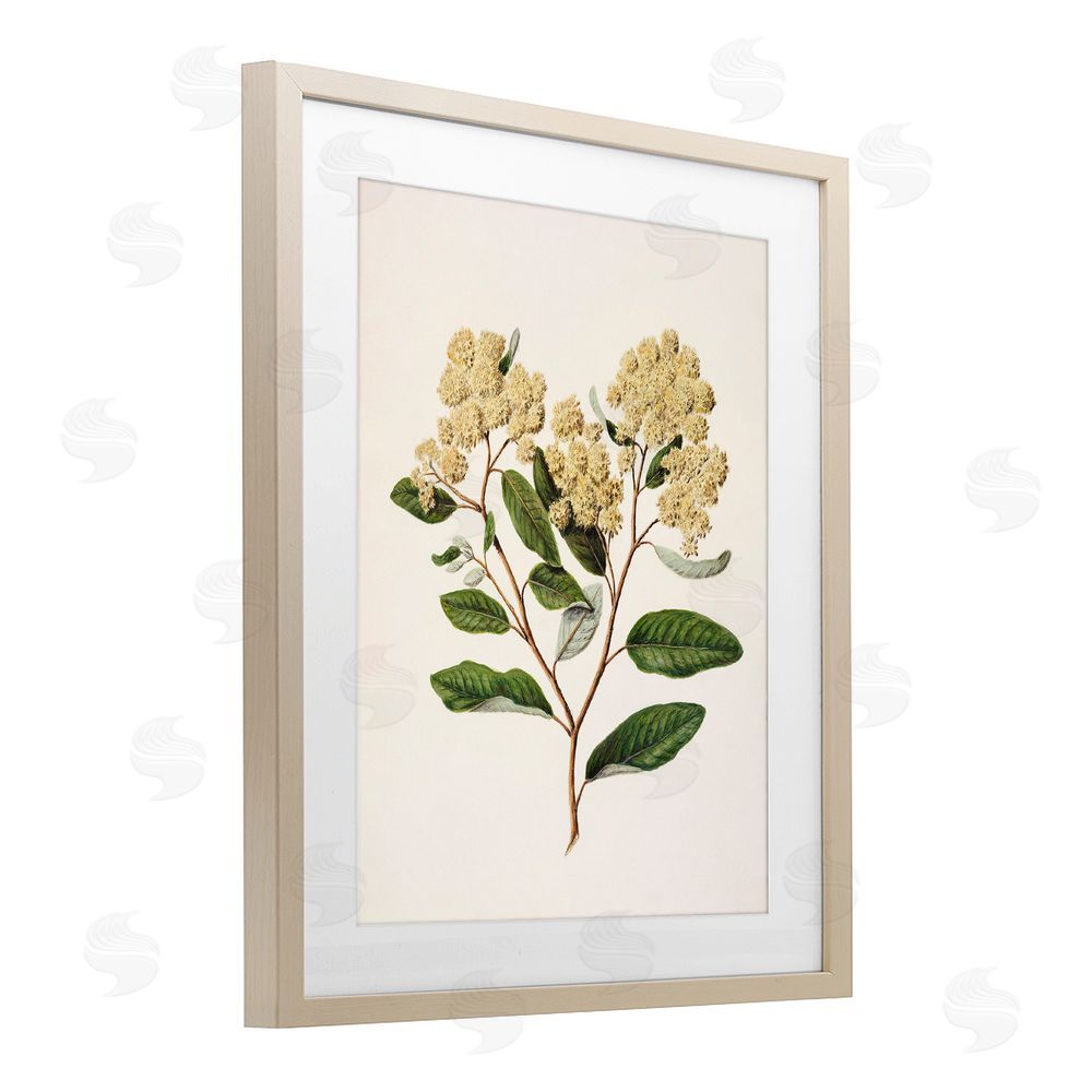 1x Flowering Cream Blooms Brown Framed Print Under Glass Wall Art