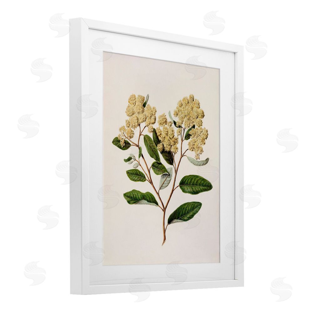 1x Flowering Cream Blooms White Framed Print Under Glass Wall Art