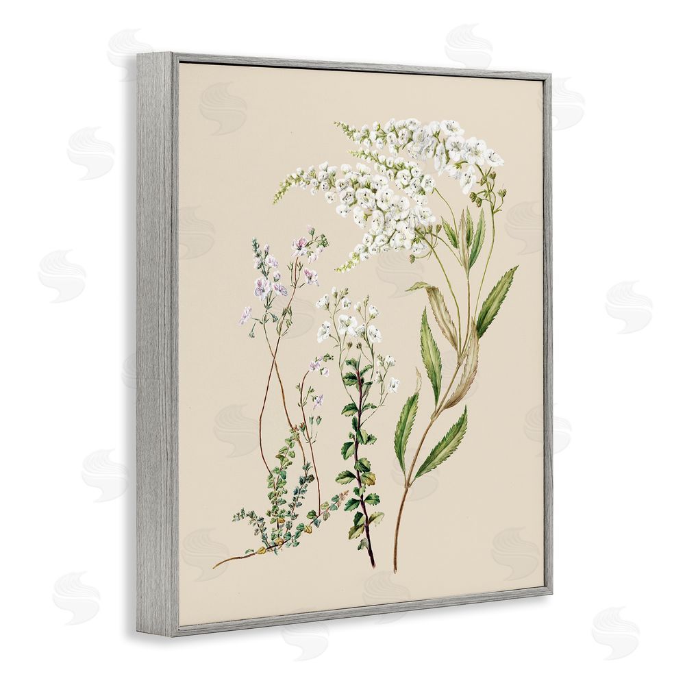1x Curving White Wildflower Study Gray Framed Giclee Wall Art Print