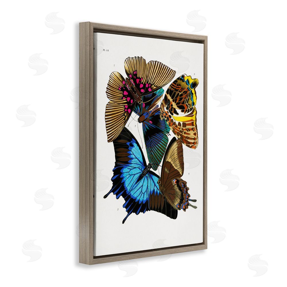 1x Victorian Naturalist Butterflies Brown Floating Frame Canvas Wall Art Print