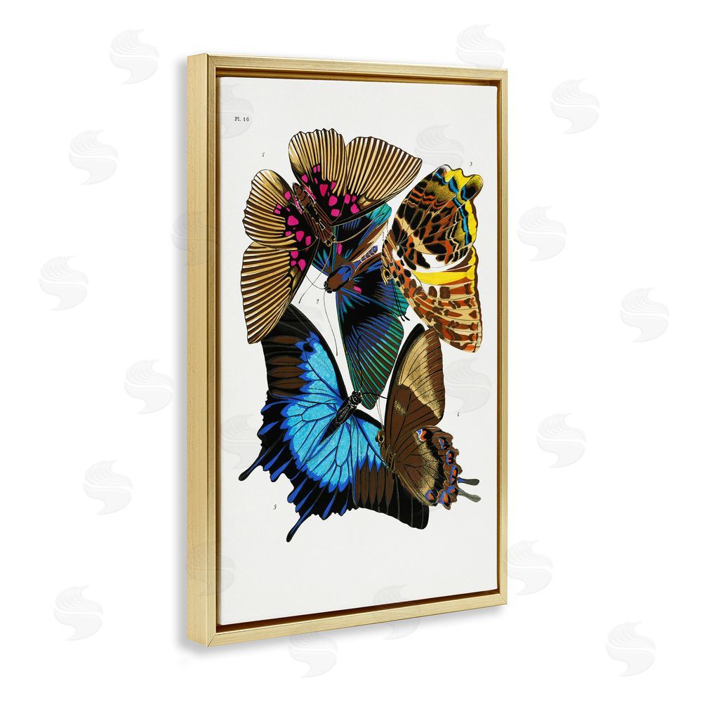 1x Victorian Naturalist Butterflies Gold Floating Frame Canvas Wall Art Print